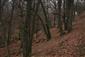 plocháč červený (15.11.2014)