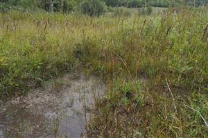 detail biotopu s Triglochin palustris