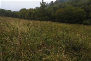 biotop na TML, horná časť lúky