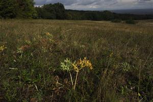suchomilná časť TML s niektorými druhmi zväzu Festucion valesiacae