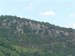 SagaPedo_009_1