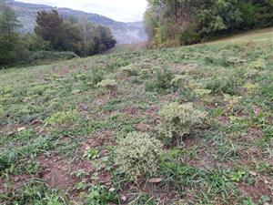 pohľad na TML, spodná časť zruderalizovaná pri stavbe nejakéj sieťovej infraštruktúry