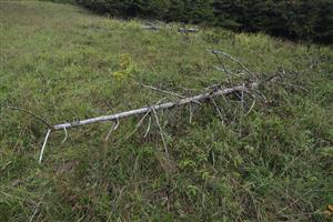 spadnuté stromy na TML