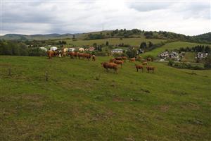 intenzívna pastva HD na lokalite