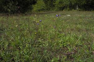 Succisa pratensis na strednej lúčke