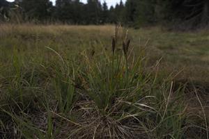 Carex bigelowii na lokalite.