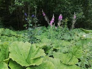 Delphinium elatum na lokalite.