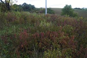 Zarastanie lokality svíbom krvavým.