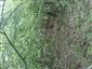 Teplomilné panónske dubové lesy (1.10.2014)