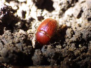 Ochodeus chrysomeloides