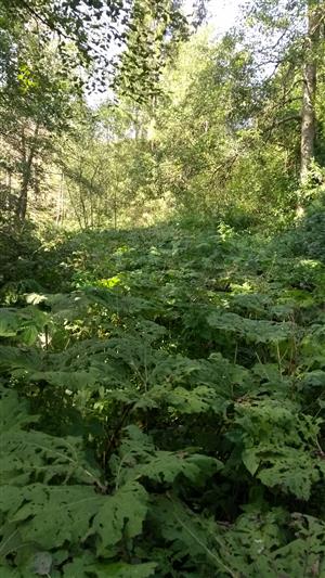 Porasty s dominujúcim druhom Petasites hybridus v aluviálnych častiach vodného toku.