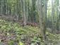 Lipovo-javorové sutinové lesy (2.10.2014)