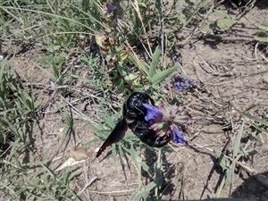 Xylocopa violacea - drevár fialový
