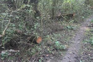 TML - Dunajské luhy-sever - SZ časť - odstránenie spadnutých stromov z chodníka