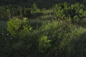 biotop zarastajúci smrekom a kosodrevinou