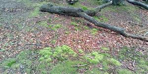 Leucobryum glaucum.