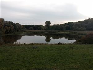 Pohľad na TML Číčovské luhy, južné močiarne jazierko, stav so zvýšenou vodnou hladinou. Foto: 10.10.2022, J.Lengyel.