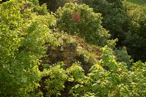Populace koniklece na špatně přístupných skalách (pohled na západ)