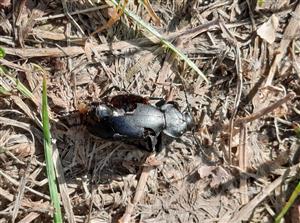 Carabus hungaricus