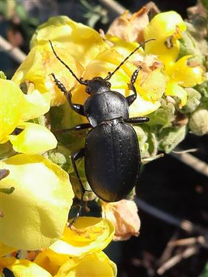 Carabus hungaricus