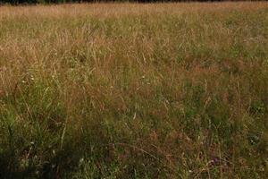 TML_6510_679_20220806_detail biotopu