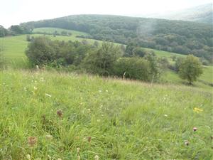Kalnica - pohlad na spolocenstvo