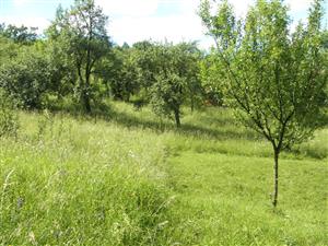 mozaikovite kosenie na lokalite-  Hrehorkové sady