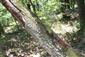 Odumretý kmeň duba na ktorom bol potvrdený výskyt sledovaného druhu