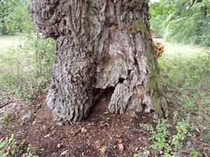 TMP, strom obsadený pižmovcom