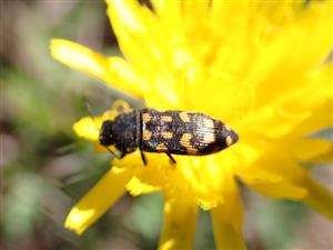 Acmoaedera degener