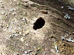 TMP2, Eurythyrea quercus, starší výletový otvor