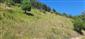 jašterica bystrá (8.7.2022)