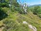 jašterica bystrá (25.5.2022)