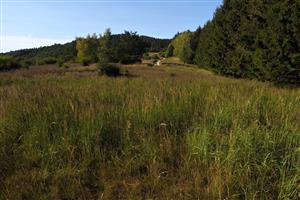 Calamagrostis epigejos, severná časť TML