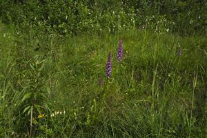 Detail biotopu s päťprstnicami.