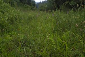 Pohľad na biotop na TML.