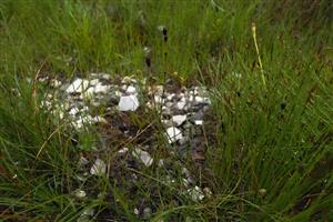 Detail biotopu - Hippochaete variegata.