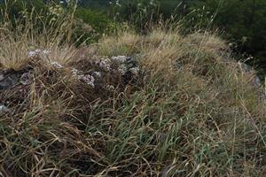 biotop Pi5 s Allium montanum a okolo biotopy Tr5