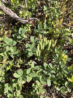 Diphasiastrum alpinum na okraji kosodreviny