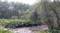 Horské vodné toky a ich drevinová vegetácia so Salix eleagnos (8.9.2022)
