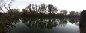 Pohľad na časť TML Bačianske rameno, pohľad na bočné SZ rameno Dunaja. Foto: 18.10.2022, J.Lengyel.