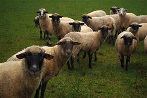 ovce pasúce sa na lokalite