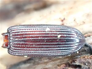 Rhysodes sulcatus, krovka