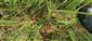 Pohľad na Drosera rotundifolia na TML_7230_123 vo východnej časti TML