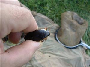 výber pascí (Dytiscus dimidiatus)