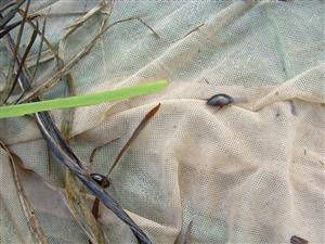 individuálny zber (Ilybius fenestratus)