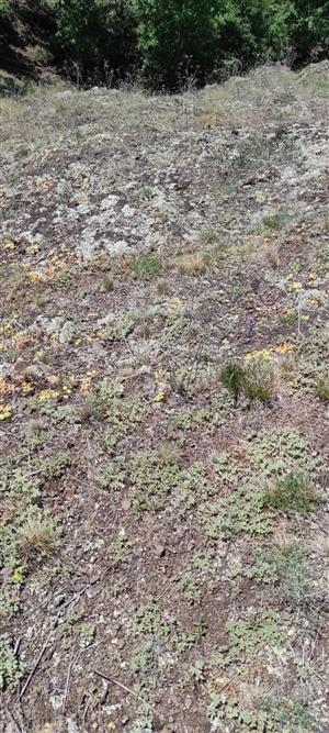 Celkový pohľad na biotop TML_6110_129