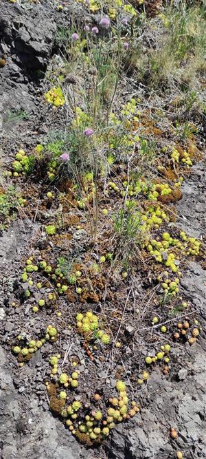 Detail biotopu TMl_6110_129