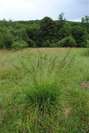 Molinia cearulea