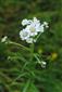 Achillea ptarmica